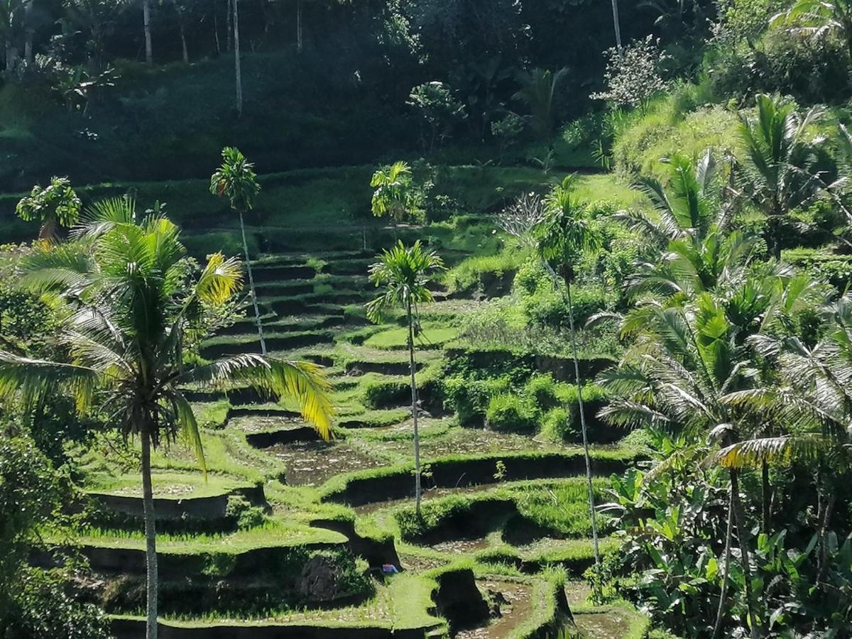 Villa Mon Reve Ubud Exteriör bild